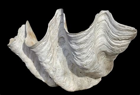 fossilized clam shell value